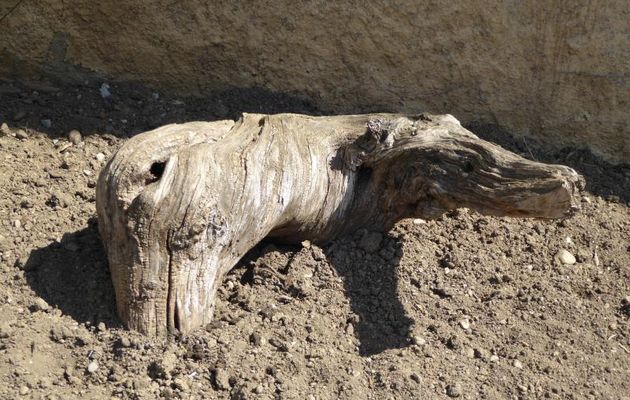 SANGLIER OU CROCODILE