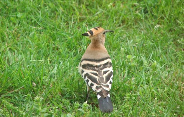 Une Huppe dans le jardin