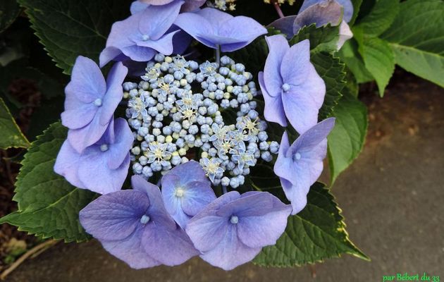 un hortensias 