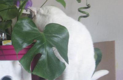Les plantes oui