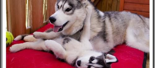 La vie à deux... Huskys (16 mai 2016)