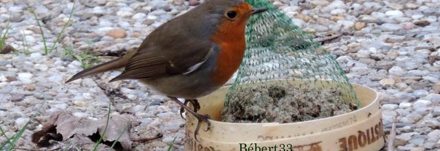un rouge-gorge !