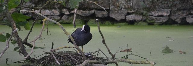 Rambouillet : Photos Nature : La Foulque Macroule