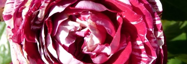 BLOG EN PAUSE