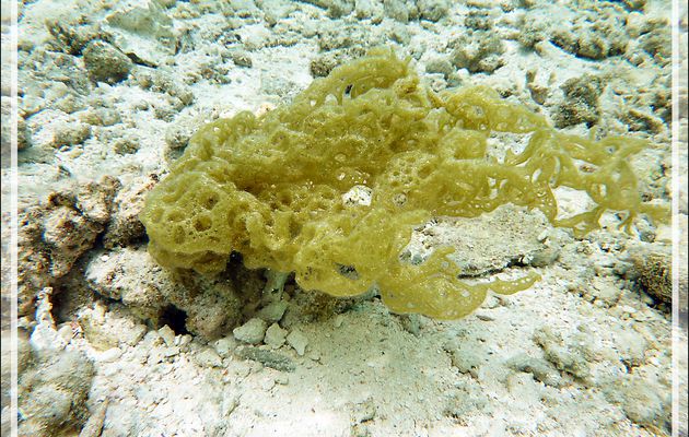 Algue Clathrus d'eau (Hydroclathrus clathratus) - Jardin de Corail - Motu Tautau - Taha'a - Polynésie française