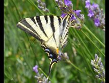 Flambé, (Iphiclides podalirius) - Papilionidae