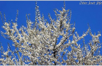 Prunellier (2) - Epine Noire / Prunus spinosa