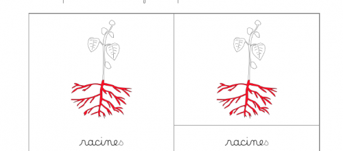 Nomenclatures : Cabinet du processus de la germination : La plante