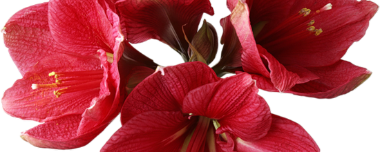 ROUGE 