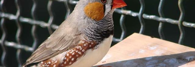 Oiseaux exotiques - Parc du Thabor - Rennes