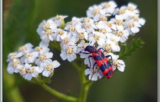 Clairon des abeilles (Trichodes alavearius) - Verdun-sur-Ariège - 09
