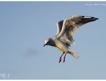 Mouette rieuse - Chroicocephalus ridibundus - Black-headed Gull