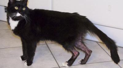 Chaussette, chat miraculé  des égouts