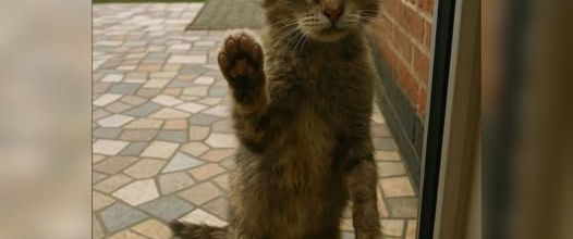 Sa petite patte sur la vitre