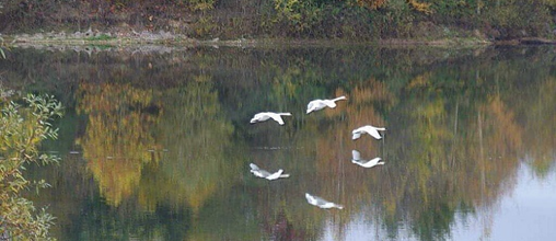Les oiseaux (A & A et cie 133)
