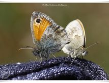 Procris - Coenonympha pamphilus - Nymphalidae Satyrinae