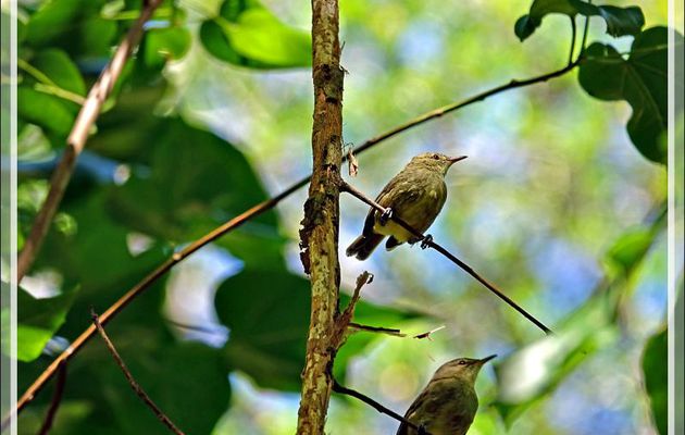 Rousserolle des Seychelles, Seychelles Warbler (Acrocephalus sechellensis)  - Ile Aride - Seychelles