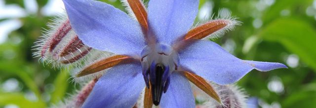 quelques fleurs en macros