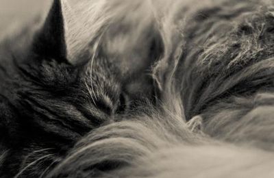 ..:: Semaine 33 ::.. ..:: Le Sommeil ::..