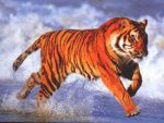 DDM: LES ANIMAUX SE DEPLACENT