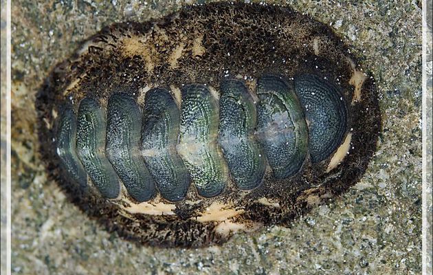 Mollusque Polyplacophore, ou Chiton ou "Colle-roche" - Nosy Tsarabanjina - Archipel des Mitsio - Madagascar