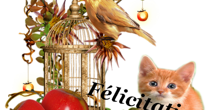 Félicitations ( Animaux )