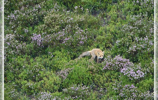 Renard au milieu des bruyères et en train de se gaver de myrtilles - Artigue - 31
