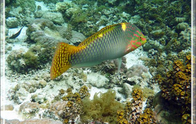 Superbe Labre ou Girelle échiquier, Checkerboard wrasse (Halichoeres hortulanus), femelle en train de virer mâle ? - Jardin de corail - Motu Tautau - Taha'a - Polynésie française