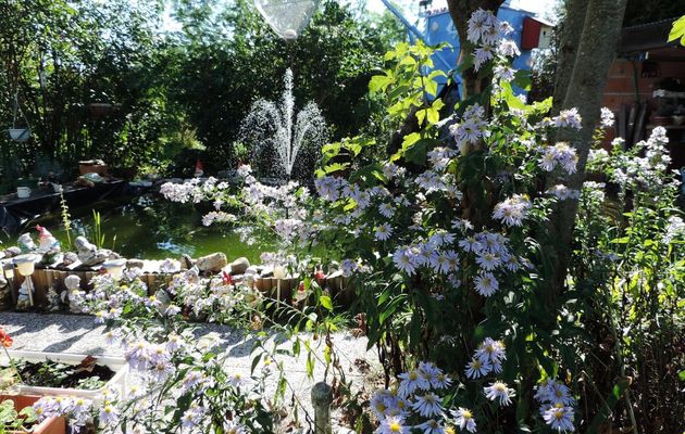 mes fleurs d'aster et mon bassin !