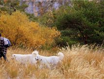 Vers le refuge de l'Estrop #2