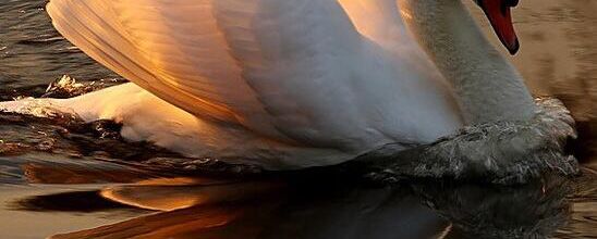 Le cygne
