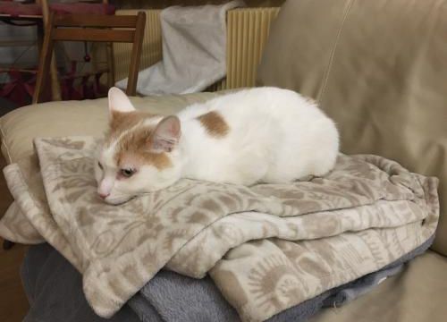 Le prince au petit pois