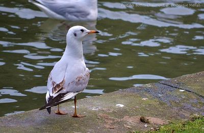Parc des Buttes Chaumont, Paris 19ème : La mouette rieuse
