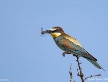 Guêpier d'Europe (avec Diptère brachycère Tabanidae Pangonius micans)