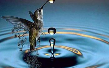 Le monde fascinant des oiseaux-mouches