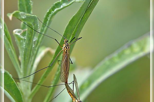  Tipule Néphrotome de Pierre, Spotted Cranefly (Nephrotoma appendiculata) - Lartigau - Milhas - 31