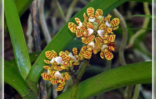 Sakatia, l'île aux orchidées ? - Nosy Sakatia - Madagascar