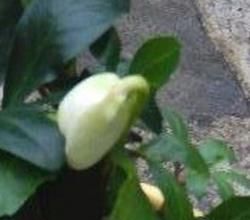 Héllebore ou rose de Noël
