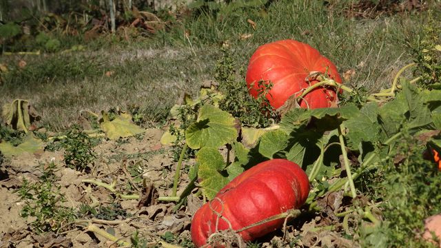 La chanson de la Citrouille