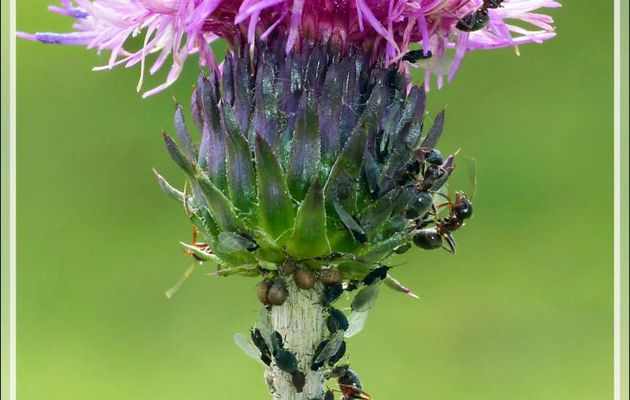 Ce possible Chardon à pédoncules nus (Carduus defloratus) a un succès fou ! - Artiga de Lin - Es Bordes - Val d'Aran - Espagne