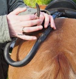 A cheval