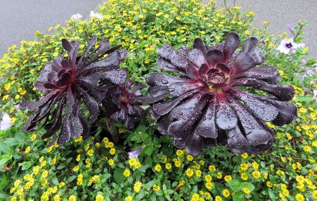 des plantes mouillées !