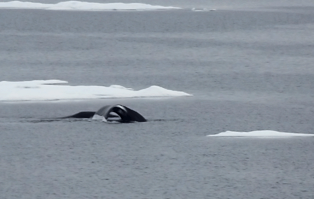 4 septembre 2016 : brève rencontre avec deux rares Baleines boréales, Bowhead whale (Balaena mysticetus) - Mer des Tchouktches - Alaska