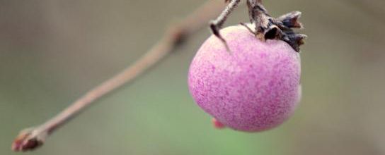 tout rond tout rose
