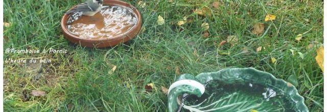 L'heure du bain des oisillons du jardin - 2015