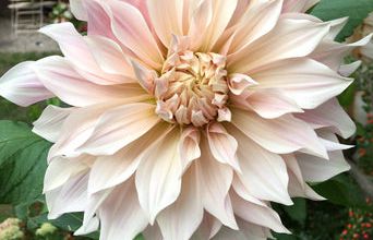 Mes dahlias 2024
