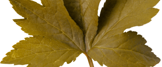 Ѽ Vegetation