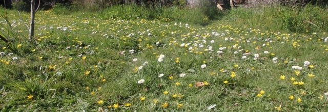 Des tapis 100% naturels au jardin