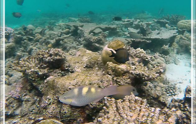 Snorkeling : femelle Perroquet à cinq selles, Perroquet sale, Poisson perroquet rude, Fivesaddle parrotfish, Dusky-capped parrotfish (Scarus scaber) - Moofushi - Atoll d'Ari - Maldives