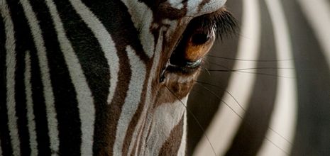 ZEBRE